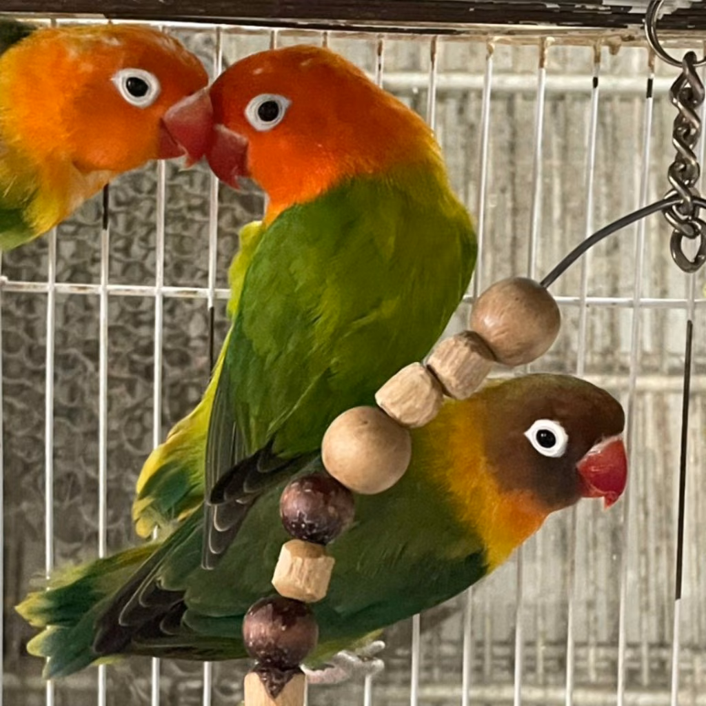 The other, from the shelter's listing