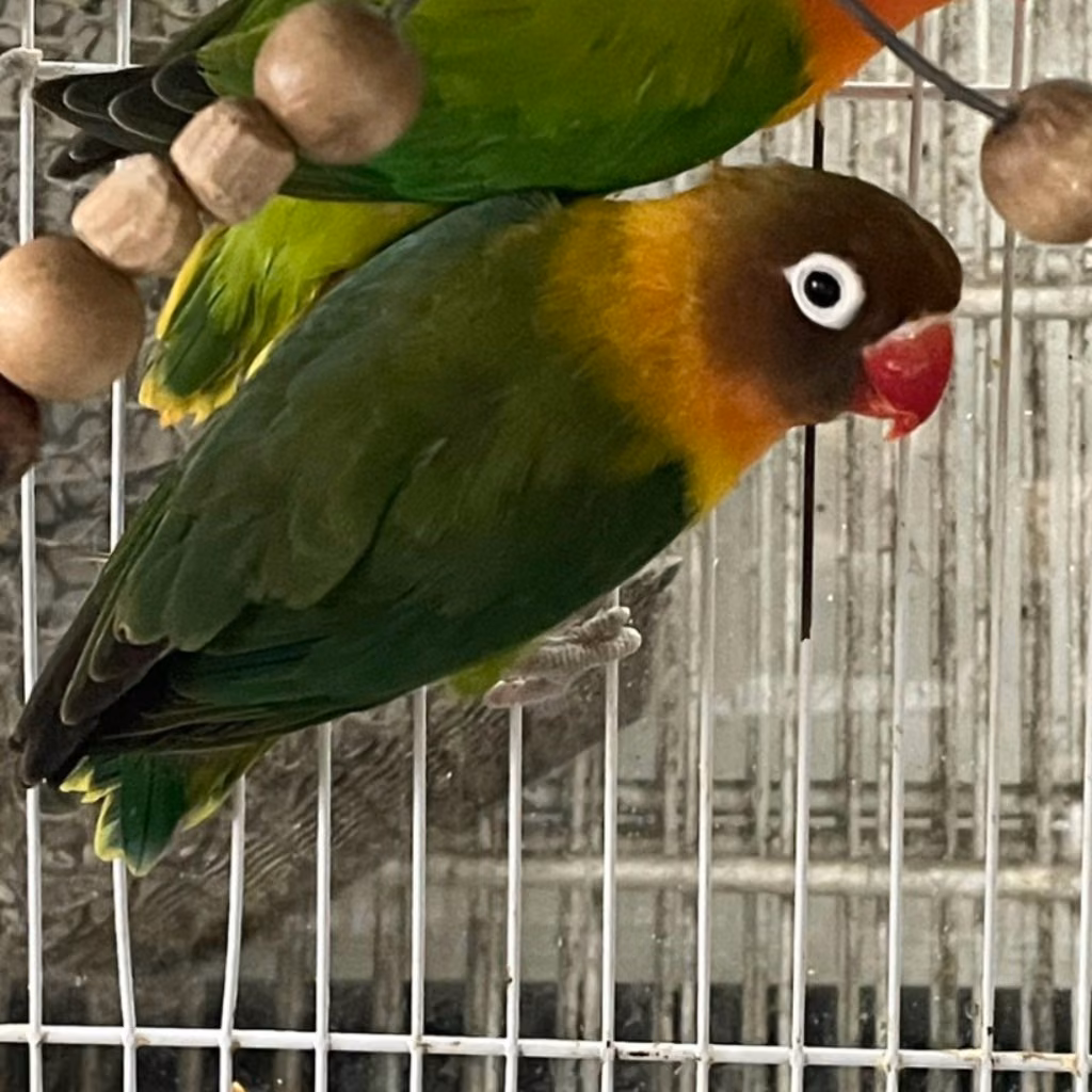 The other, from the shelter's listing