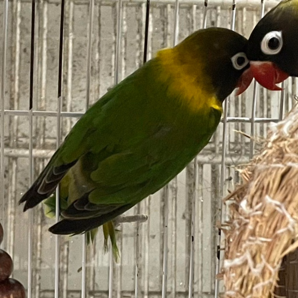 The other, from the shelter's listing