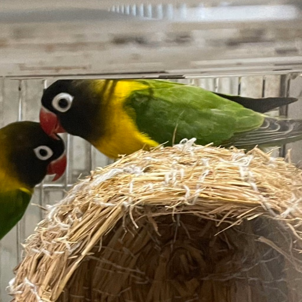 The other, from the shelter's listing
