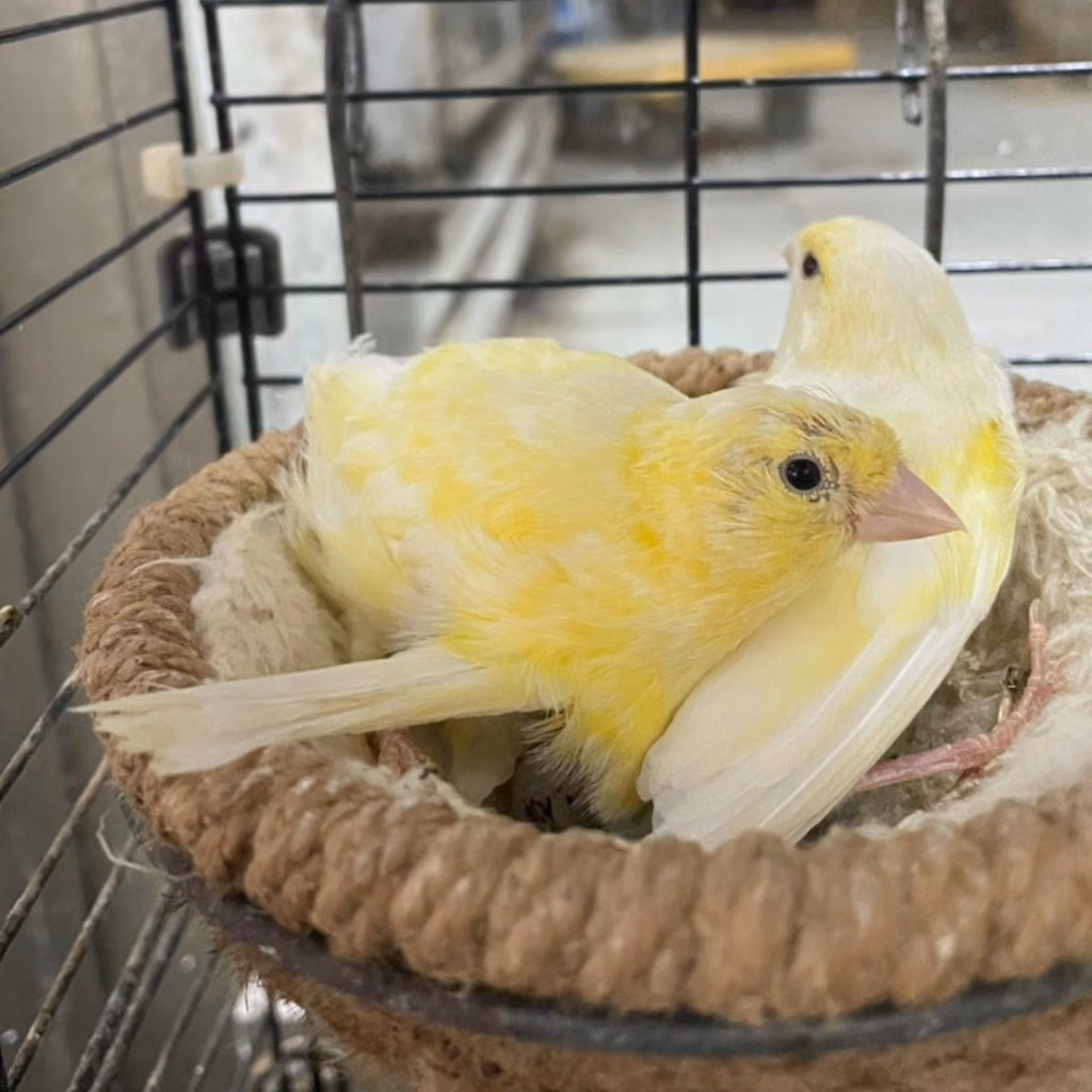 The other, from the shelter's listing
