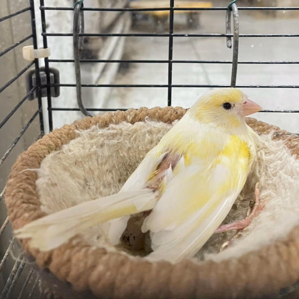 The other, from the shelter's listing