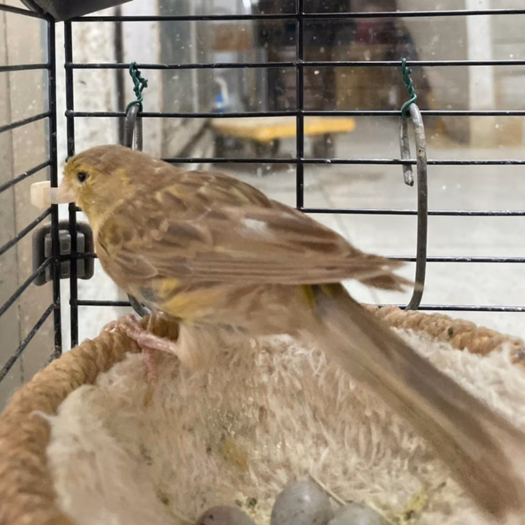 The other, from the shelter's listing