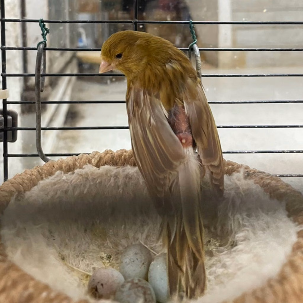 The other, from the shelter's listing