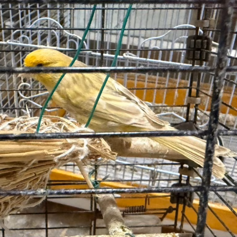 The other, from the shelter's listing