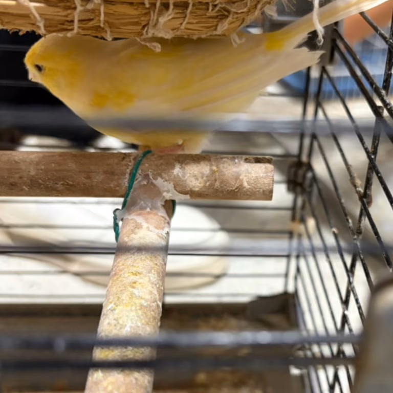 The other, from the shelter's listing