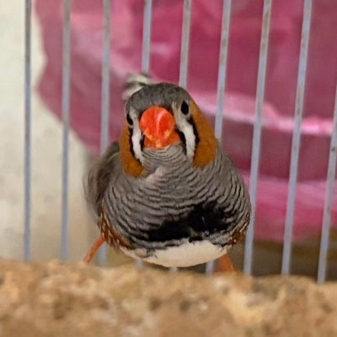 The other, from the shelter's listing