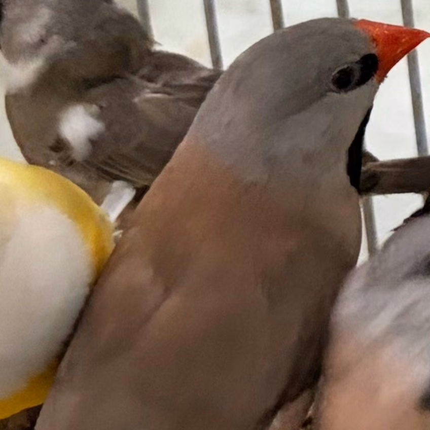 The other, from the shelter's listing
