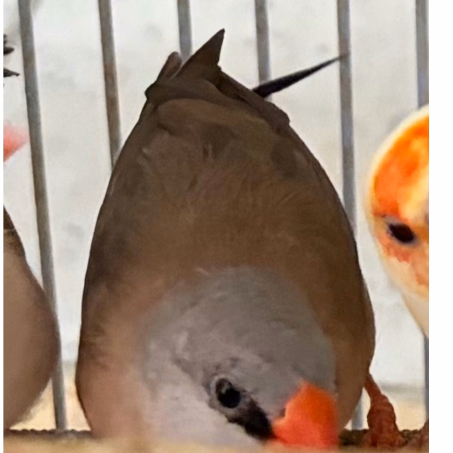 The other, from the shelter's listing