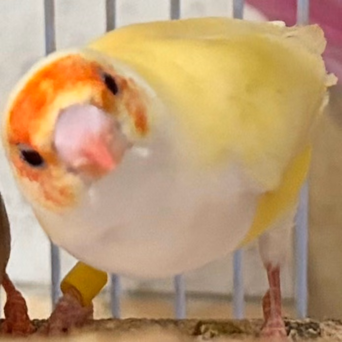 The other, from the shelter's listing
