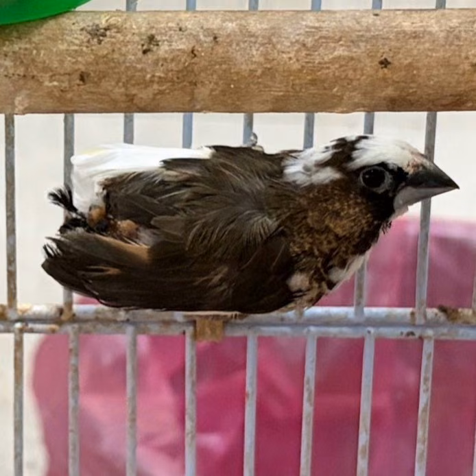 The other, from the shelter's listing