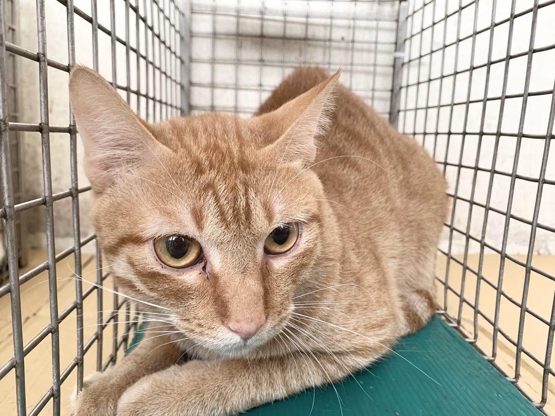 The cat, from the shelter's listing