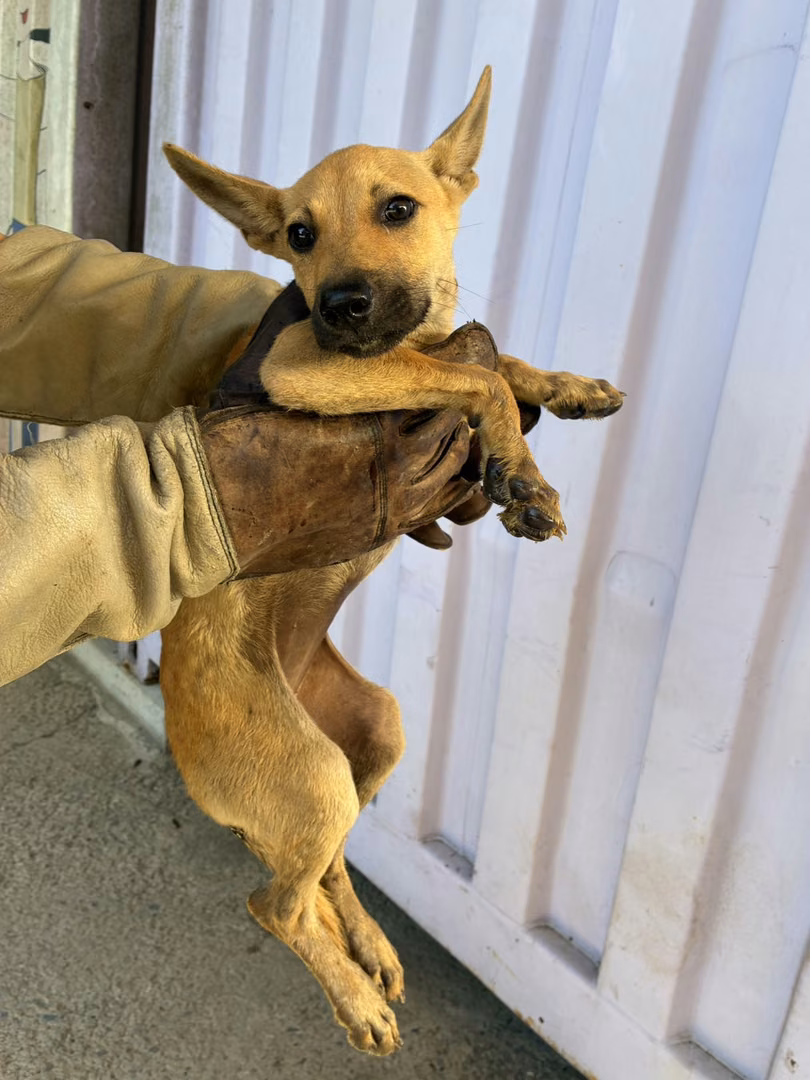 The dog, from the shelter's listing
