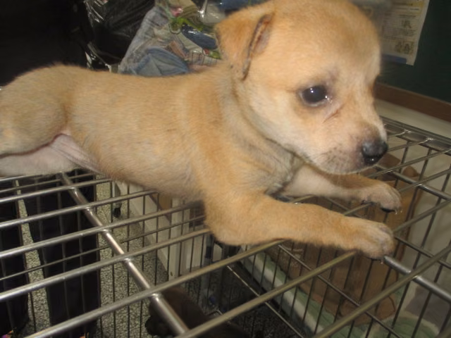 The dog, from the shelter's listing