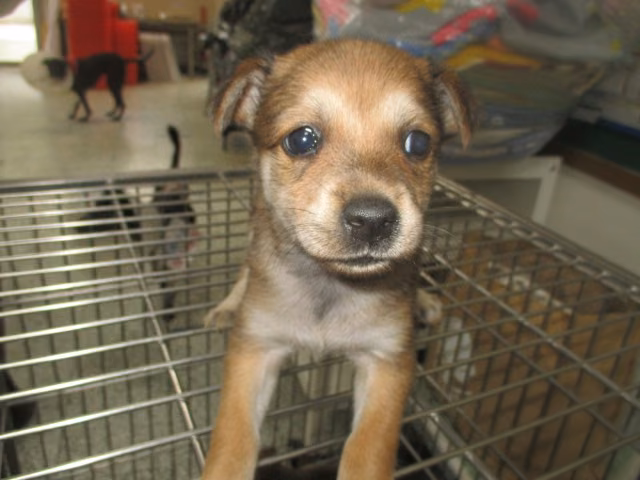 The dog, from the shelter's listing