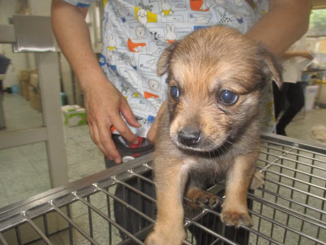 The dog, from the shelter's listing