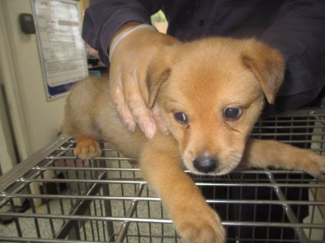The dog, from the shelter's listing