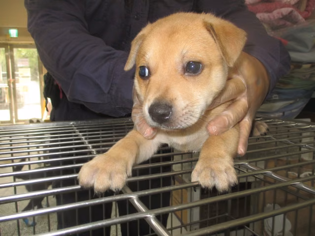The dog, from the shelter's listing
