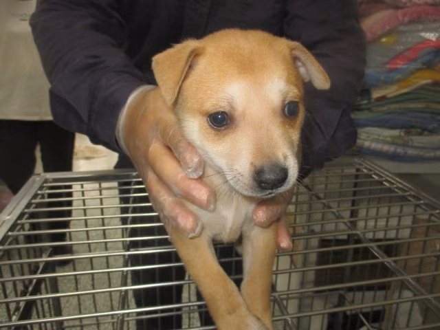 The dog, from the shelter's listing