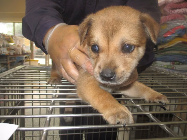The dog, from the shelter's listing