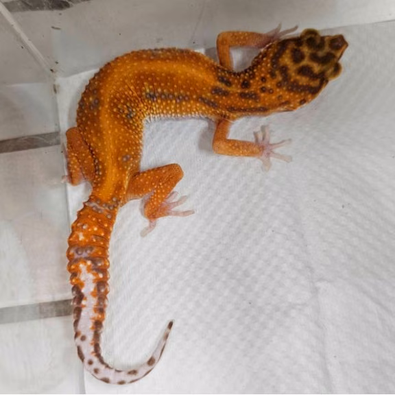 The other, from the shelter's listing