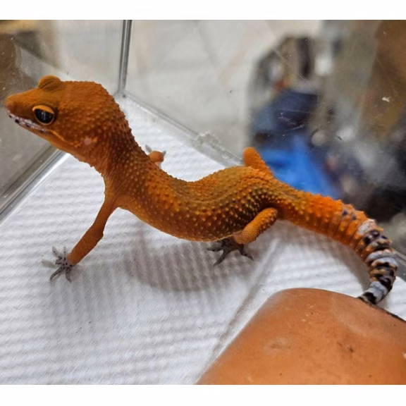 The other, from the shelter's listing