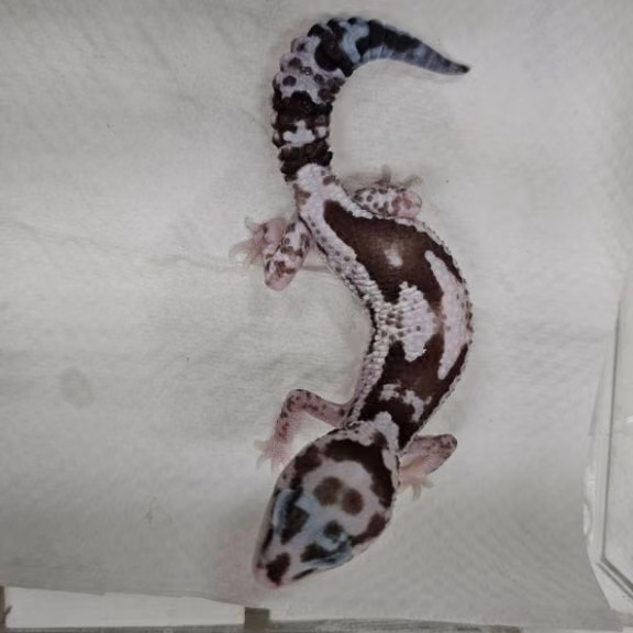 The other, from the shelter's listing