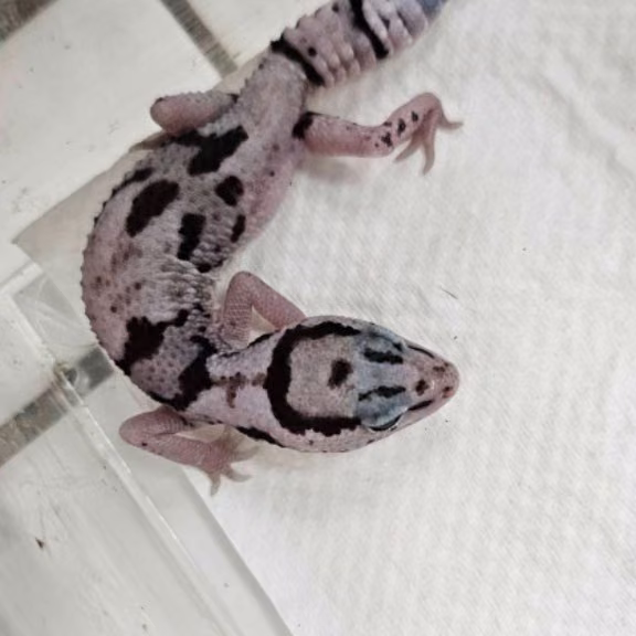 The other, from the shelter's listing