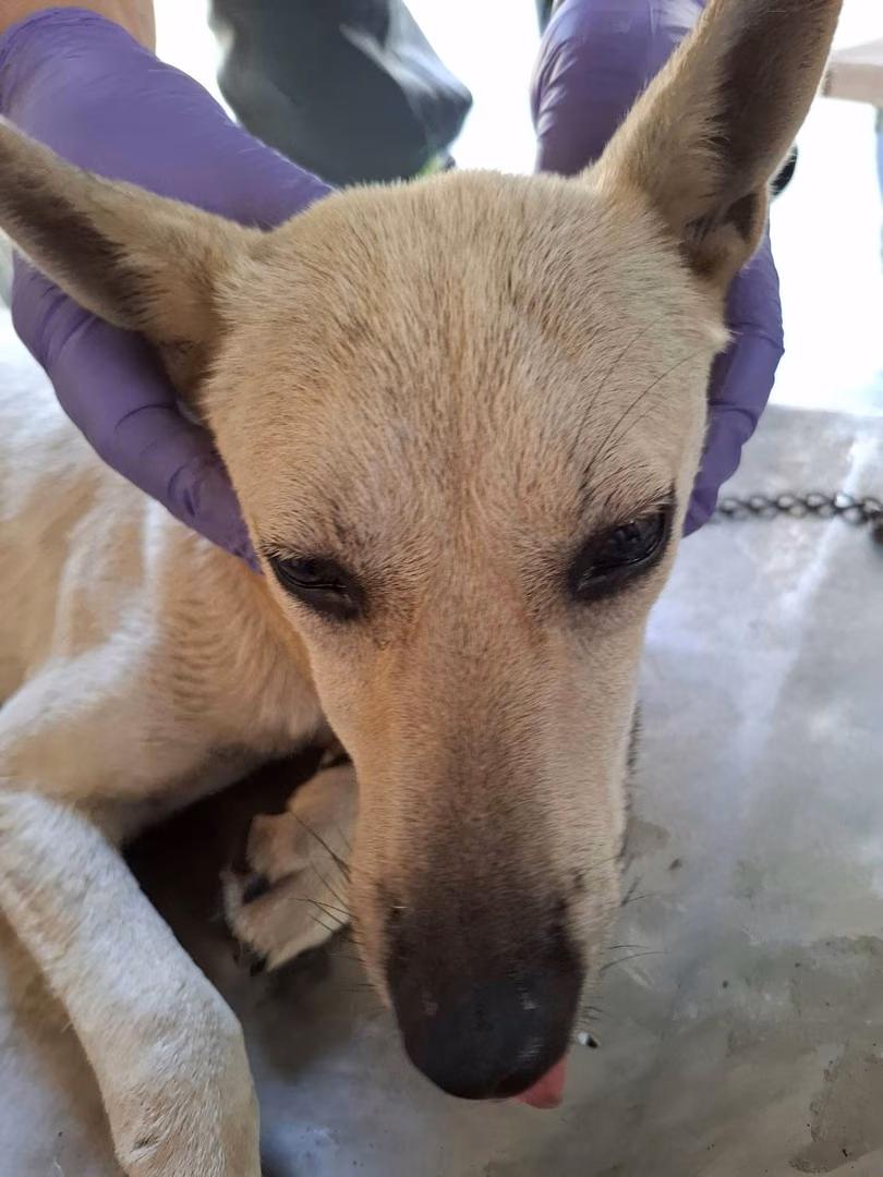 The dog, from the shelter's listing