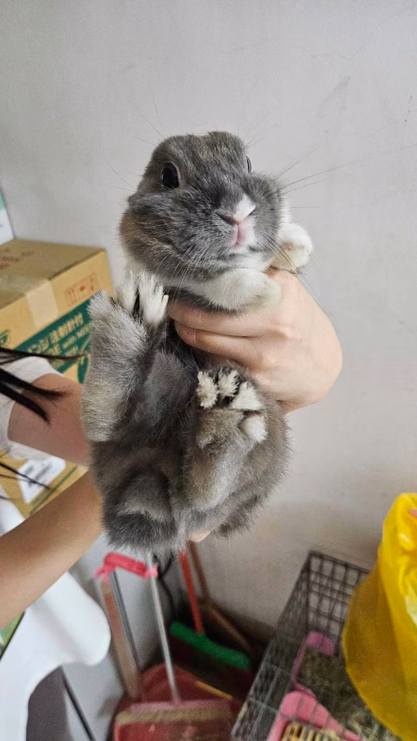 The rabbit, from the shelter's listing