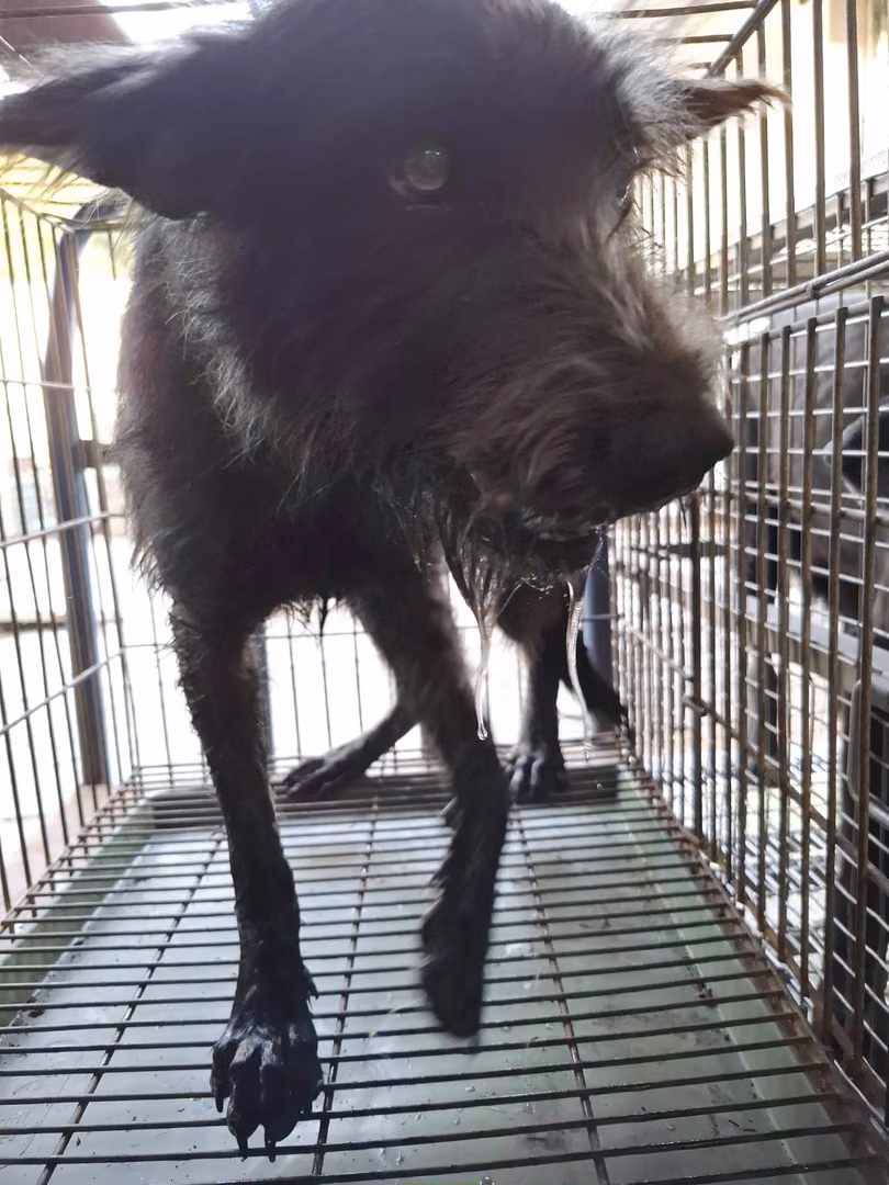 The dog, from the shelter's listing