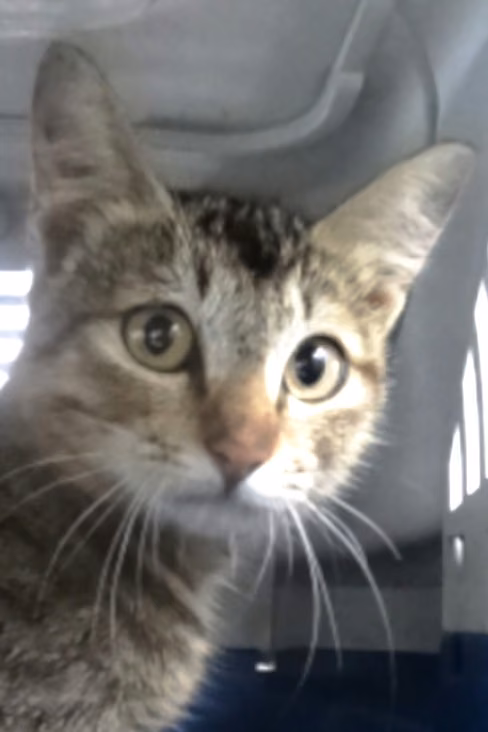 The cat, from the shelter's listing