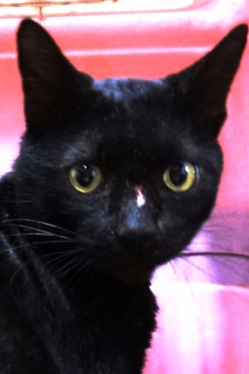 The cat, from the shelter's listing