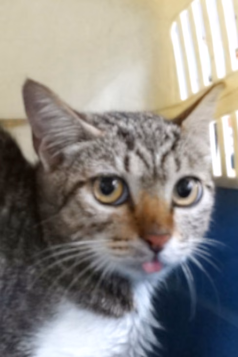 The cat, from the shelter's listing