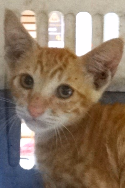 The cat, from the shelter's listing