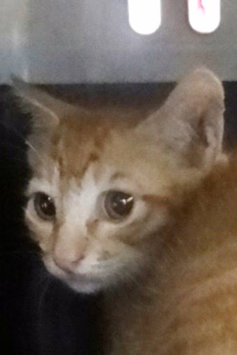 The cat, from the shelter's listing