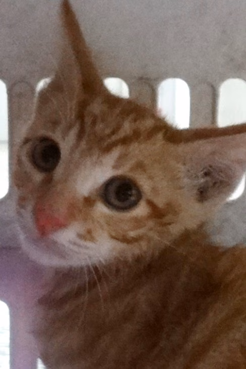 The cat, from the shelter's listing