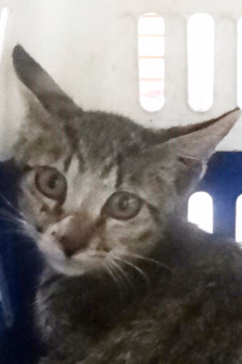 The cat, from the shelter's listing