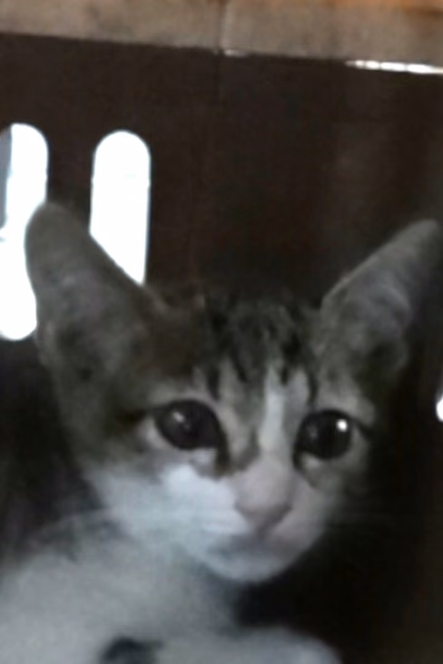 The cat, from the shelter's listing
