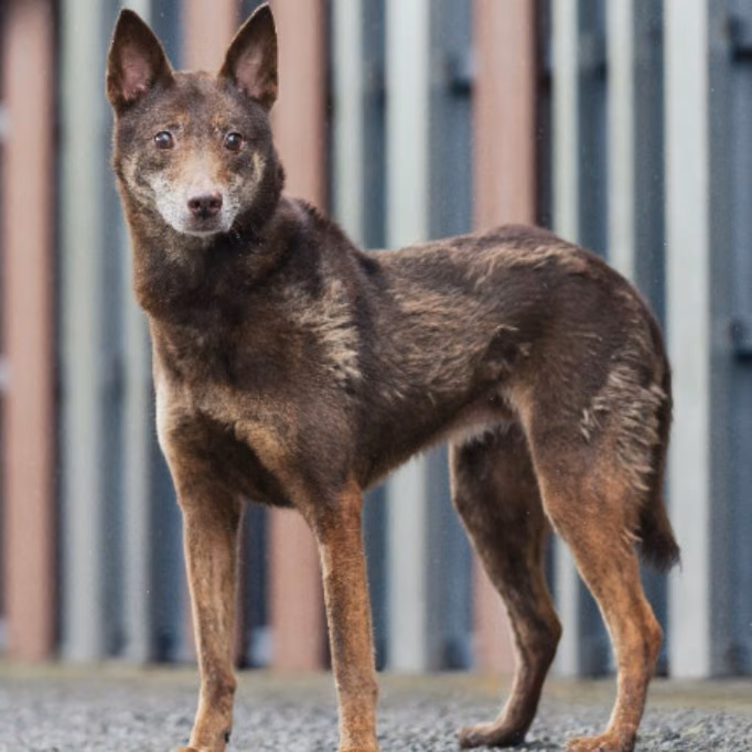 The dog, from the shelter's listing