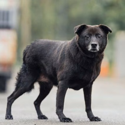 The dog, from the shelter's listing