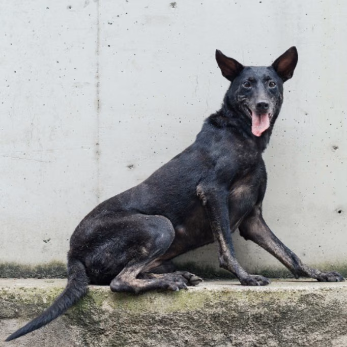 The dog, from the shelter's listing