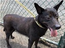 The dog, from the shelter's listing