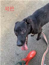 The dog, from the shelter's listing