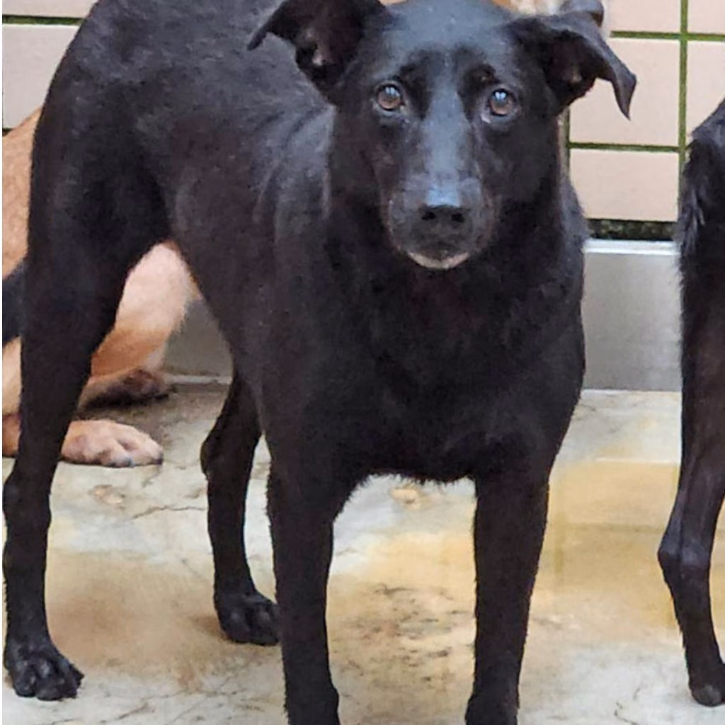 The dog, from the shelter's listing
