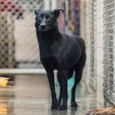 The dog, from the shelter's listing