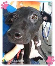 The dog, from the shelter's listing