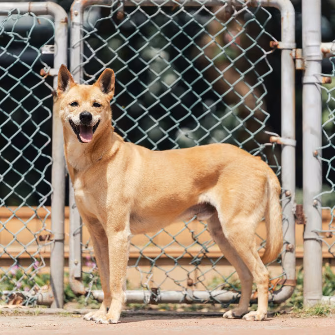 The dog, from the shelter's listing