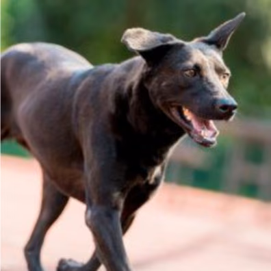 The dog, from the shelter's listing