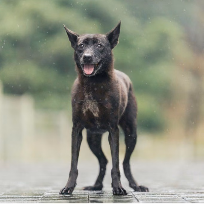 The dog, from the shelter's listing